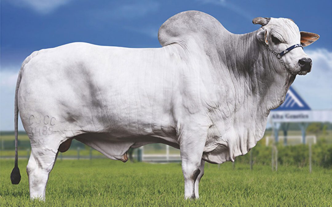Esta es la vaca más cara del mundo